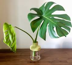 How To Propagate Monstera Deliciosa Apartment Gardening Savvity Monstera Deliciosa Monstera Deliciosa Care Monstera