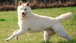 Meanings are important because many japanese. The Best Japanese Dog Names For 2019 With Meanings And Popularity