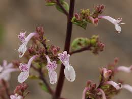 Image result for Aeollanthus