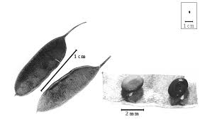 Image result for Adenodolichos punctatus