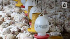 Maka dari itu peran elemen pemanas dalam industri peternakan ayam petelur. Bisnis Terintegrasi Jadi Andalan Widodo Makmur Unggas Di Industri Peternakan Bisnis Liputan6 Com