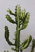 Image result for Euphorbia pseudopetiolata