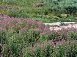 Image result for Epilobium hirsutum