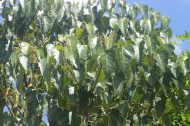 Image result for Aleurites