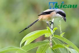 Download 64 foto gambar burung trucukan paling unik gambar burung. Mkicau Com Pengarang Di Mkicau Laman 4 Dari 5