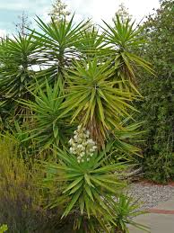 Image result for Yucca gigantea