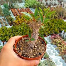 Image result for Euphorbia didiereoides