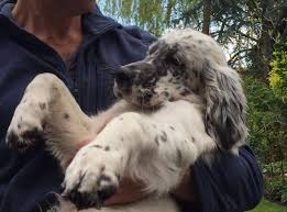 Black And White English Setter Dog Black And White English Setter Dog In Hands English Setter English Setter Puppies Dogs