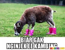 Foto Bikin Ngakak Ini Deretan Meme Kambing Kurban Saat Idul Adha Merdeka Com