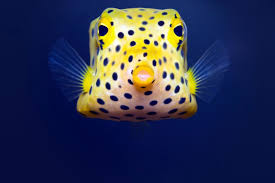 We did not find results for: Form And Function Sea Creature Shapes Examined Scuba Diving News Gear Education Dive Training Magazine