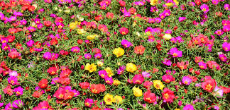 Maybe you would like to learn more about one of these? Colorful Portulaca Purslane Tlc Garden Centers