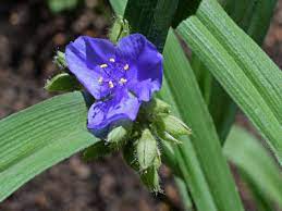Maybe you would like to learn more about one of these? Spiderwort Pictures Flowers Leaves Identification Tradescantia Virginiana