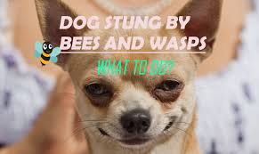 Maybe you would like to learn more about one of these? 10 Effective Home Remedies For Dog Stung By Bees And Wasps