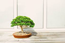 Memandang bonsai jenis ini membawa kita pada. 7 Gaya Pohon Bonsai Paling Unik Kamu Pernah Melihatnya