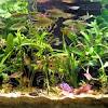 Blackwater rio negro shallow water aquarium biotope. Https Encrypted Tbn0 Gstatic Com Images Q Tbn And9gcs7ogsjez Kirig64h2xvhw5zbrnvctpwi535oqgqwnqxt5zhgp Usqp Cau