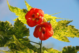 Image result for Abutilon