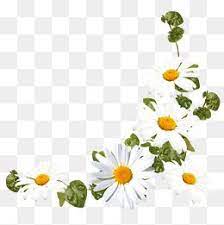 White Daisies Png Images Vector And Psd Files Free Download On Pngtree Flower Graphic Free Watercolor Flowers Flower Drawing
