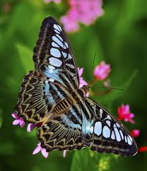 Iridescent Blue Clipper Butterfly Wings Of The Tropics Fairchild Tropical Botanic Garden Butterfly Wings Beautiful Butterflies Butterfly