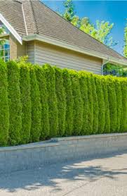 Outdoor areas pools outdoor faqs driveways. Outdoor Privacy Plants Landscaping Outdoor Living Beesandrosesblog