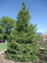 More images for oriental spruce tree » Oriental Spruce Facilities