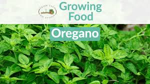 We did not find results for: Oregano How To Grow And When To Plant In Your Backyard Or Patio Garden From Seed To Spoon Vegetable Garden Planner Mobile App