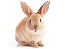 This page contains affiliate links. Can Rabbits Eat Watermelon Organic Facts