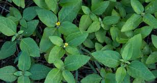 Image result for Synedrella