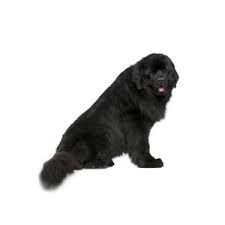 Find 2534 listings of newfoundland puppies for sale in ireland near you. Newfoundland Puppies Petland Batavia Il