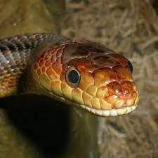 Cheese Our Baird S Rat Snake More Information At Www Meetthebeasts Com Rat Snake Beautiful Snakes Snake
