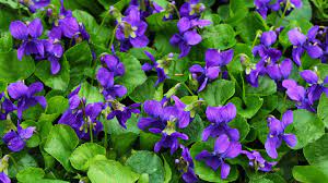 Wild small purple flowers uk. Sweet Violet Viola Odorata British Plants Woodland Trust