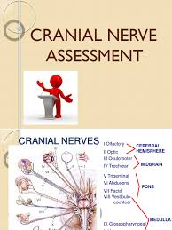 We did not find results for: Cranial Nerve Assessment Pdf Nervous System Human Head And Neck