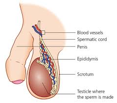 The symptoms of testicular cancer include: Testicle Problems Checking Your Testicles Embarrassing Problems