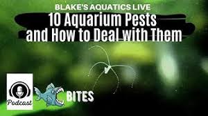 Extreme termite and pest control. Pests Youtube