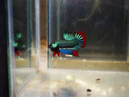 My channel is a mix of everything from care to tips of wild bettas. Betta Fish Wild Type Betta Imbellis Flake Food