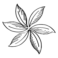 Register for free and download the full pack. Hand Drawn Flower Transparent Png Svg Vector File