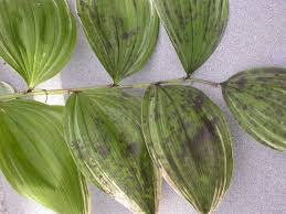 Image result for sooty mould