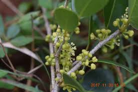 Image result for Drypetes