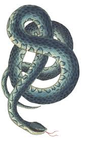 The band serpent rise began their musical activities in the first months of 1.993, starting from the desire of. The Serpent Symbol Of Duality Mee Ra Rituals
