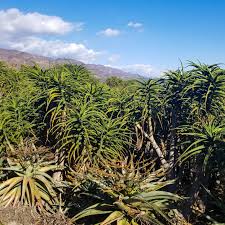 Image result for Alectra bainesii