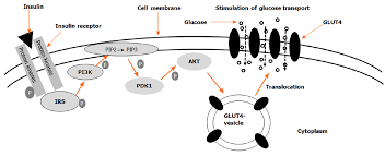 Current understanding of glucose transporter 4 expression and functional  mechanisms