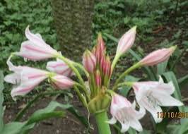 Image result for Crinum macowanii