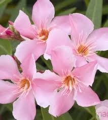 We did not find results for: Laurier Rose Conseils De Plantation Et D Entretien Truffaut