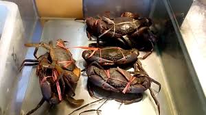 Meh kat sini aku share sikit cara aku lakukan! Perbezaan Ketam Nipah Dan Ketam Batu Youtube