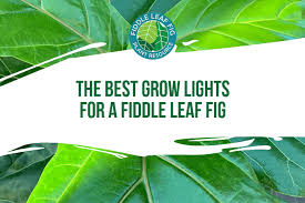 Maybe you would like to learn more about one of these? The Best Grow Lights For Your Fiddle Leaf Fig Plant Resource