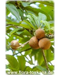 Image result for Mammea