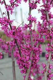 Image result for Cercis