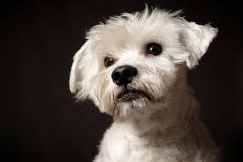 We have three sizes of miniature schnauzers: Toy Teacup Schnauzers Are Cute Are They Ethical Or Legal The Schnauzer Collective