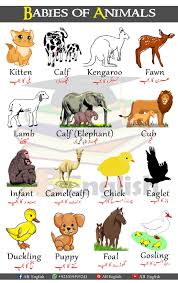 After human body parts name you can also get fruits name, bird's names, and vegetables names for kids so read name and also make that words sentence through this web portal informative posts. Babies Of Animals Learn Animals Babies Names In English With Urdu In 2021 Animals Name In English Baby Animals Baby Names