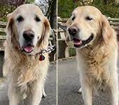 It was first identified in december 2019 in wuhan,. Pet Travel News Air Animal Pet Movers