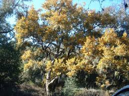Image result for images of native sycamores
